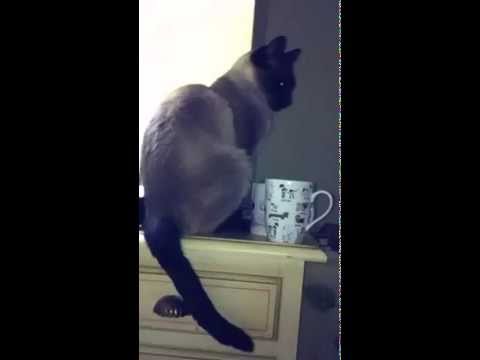 Siamese Cats drink Tea