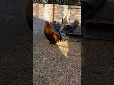 Golden Monkey Sweater