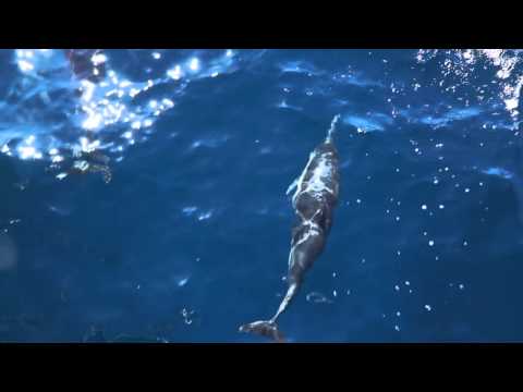 Kaarten met dolfijnen, Bowriding dolphins on a trip with Captains dave..
