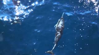 Dolphin cards Bowriding dolphins on a trip with Captains dave dolfinsafari at Dana point