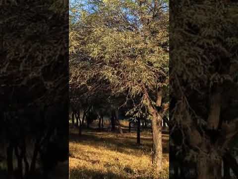 #monte #santiagueño #añatuya #paz #santiagodelestero