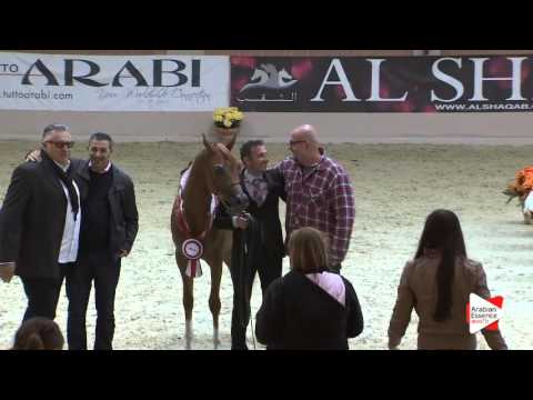 3RD-N.53 EVANGELOS K.A. - Milan 2016 - Colts Championship (Class 18)