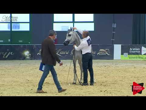 N.28 LB AURORA - Milan 2018 - 3 Years Old Fillies (Class 3)