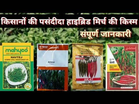 Brown ojas, chilli seeds - 1500 seeds for sowing