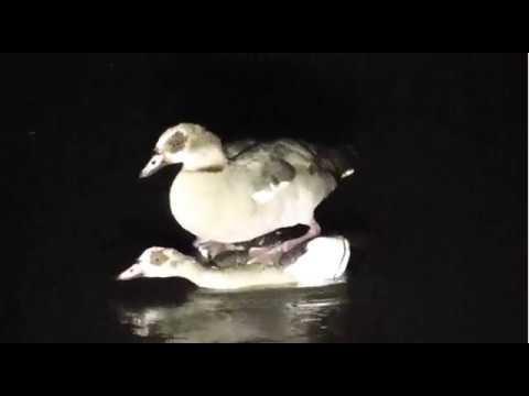 Egyptian Geese mating. 03 November 2018