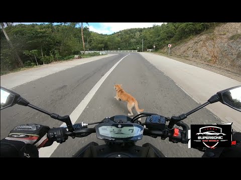 Biker vs Dog 🐕 Dangerous Road Accident 😢😭