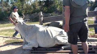 preview picture of video '馬殺しから牛を救出 ／ Salvar a Vaca de matar os burros'