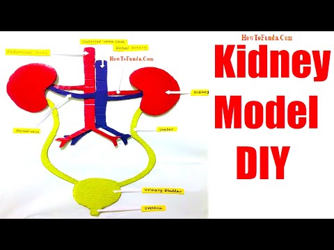 human digestive system working model 3d science project for science exhibition diy howtofunda