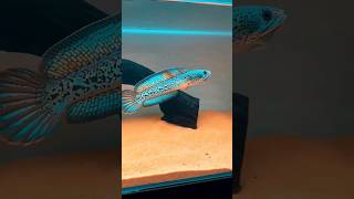 Download lagu channa barca kw#channa #aquarium #fish #ikan #channafish #channamaru #aquariumfish #ikanchanna #fish mp3