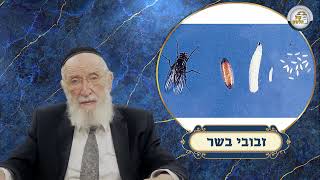 🚩זהירות ! 🦟 זבוב הבשר ! | סדרת שיעורים בכשרות עם המומחה הרב משה וויא