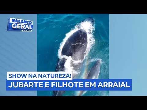 Baleia jubarte e filhote dão show em águas cristalinas de Arraial do Cabo