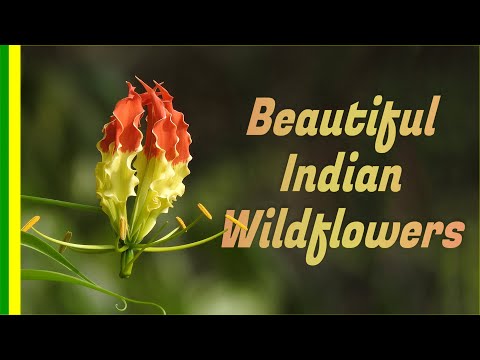 Top Wildflowers of India - Beautiful , Colorful Flowers from Indian Jungle