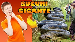 Homens encontra Sucuri Gigante com mais de 9 metros na Amaznia Brasil