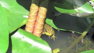 Jesca Hoop - Havoc in Heaven