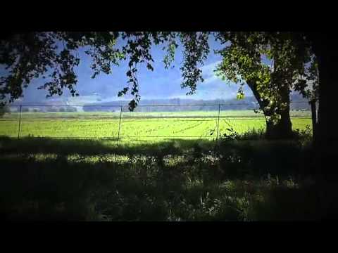 Urban Critters-Cranes