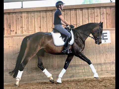 Fomera von Worrenberg, Holst, Stute, geb. 2018, For Romance x Ampere, 168 cm, war in der Zucht