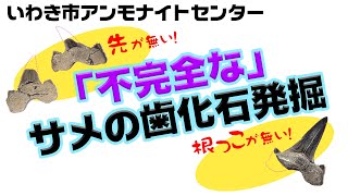 【先が無い！】アンモナイトセンター　ある日の「不完全な」サメの歯化石発掘【根っこが無い！】