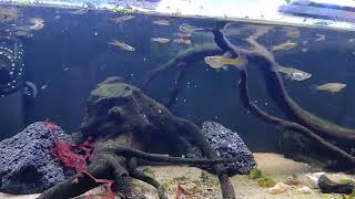 guppys in a saltwater macroalgae tank