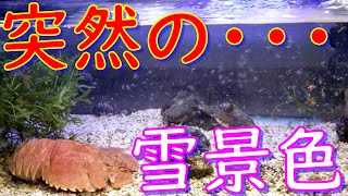 仕事から帰宅したら、突然の雪景色になっててびっくりした話・・・
