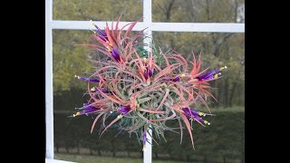 Air Plants (Tillandsias) - The Joy and Ease of Growing Air Plants
