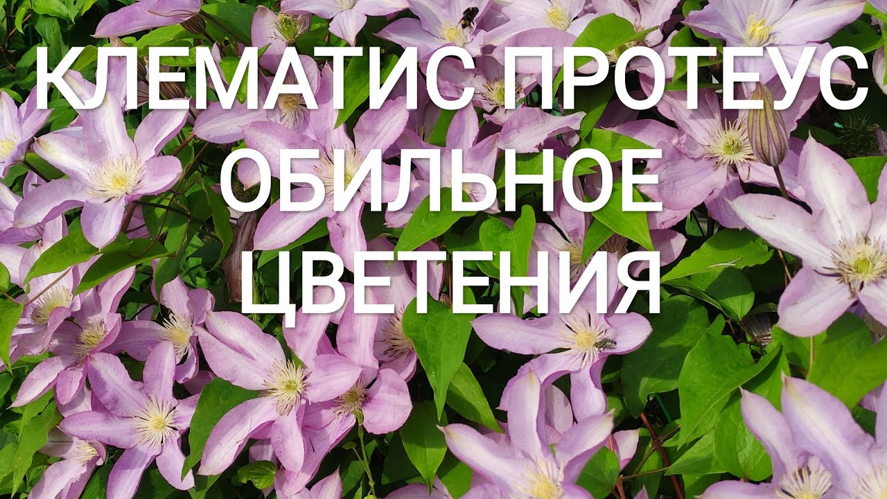 КЛЕМАТИС ПРОТЕУС (PROTEUS) Цветение.