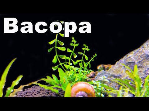 10 Reasons You NEED Bacopa For Your Planted Aquarium!
