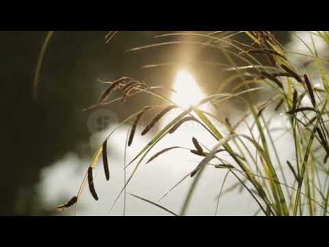 Stress relief relaxing music with Nature||#nature #music #musicwithnature #stressreliefmusic