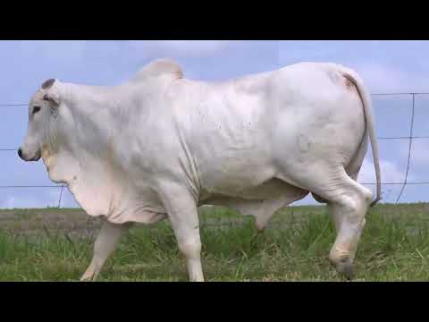 RUBICON DA SANTO ANGELO