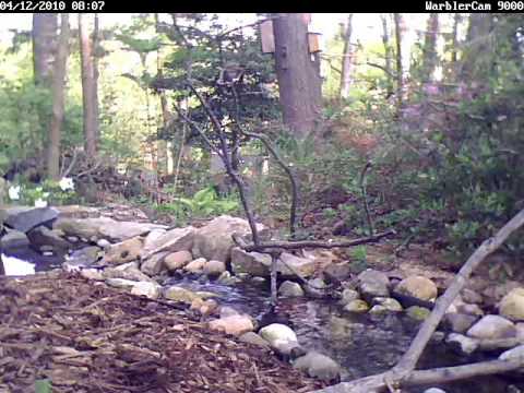 Ruby-Crowned Kinglet
