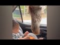 Watch: Giraffe Steals Snack From Baby In Car