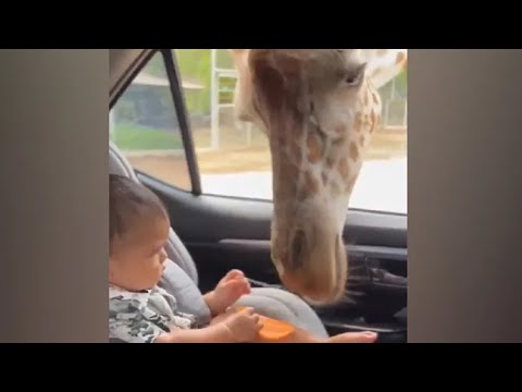 Regardez : une girafe vole le goûter d'un bébé dans une voiture