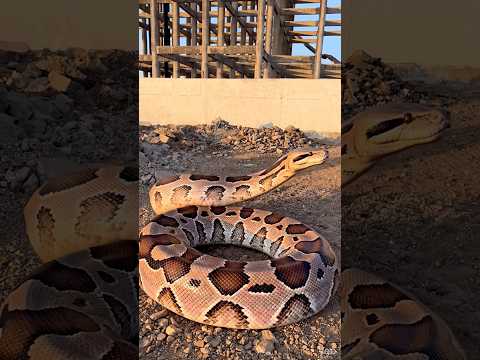 छोटू ने मोनू को रूप बदलते देख लिया 😰😱ll #comedy #funny #vikassir #shortsfeed #sneke #magic #fun