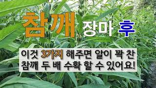 참깨 장마 후 이것 3가지 해주면 알이 꽉 찬 참깨 두 배 수확 할 수 있어요! #주말농장 #참깨 가꾸기 #…