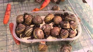 preview picture of video 'Escargots des Restanques (Charbonnière - Ardèche - France)'