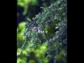 Engirundho Ilangkuyilin Tamil Whatsapp Status Tamil Old Hits Ilayaraja SPB Bramma