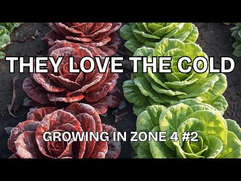 Zone 4 Gardening: Top Early Spring Plants to Start Now