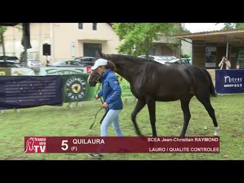 Sprinter Sacré Show 2019 : Lot 5 - QUILAURA