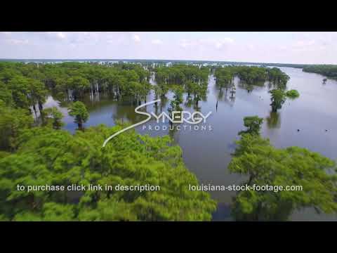 141 Very nice dramatic aerial drone view over Louisiana cypress trees in swamp