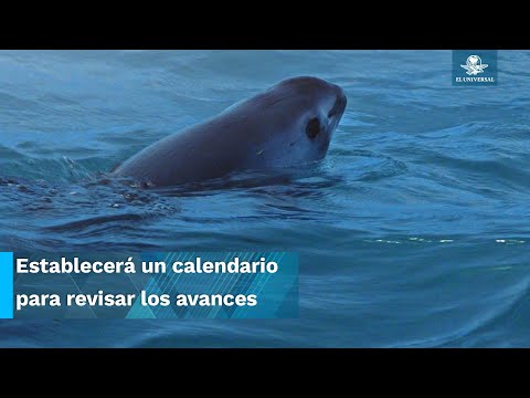 Amenaza Biden con sanciones comerciales para México por la totoaba la vaquita marina