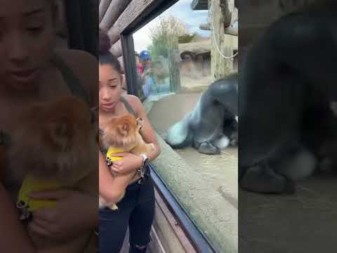 This gorilla’s aim is CRAZY 💀