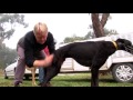 Greyhound Coursing Tips Welfare Issues And How To Avoid Them