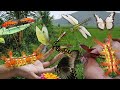 Stining Nettle Slug Catterpillar‼️Hunt Batterply, Beetles, Dragonflies,Bee