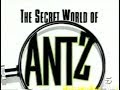 The Sectret World Of Antz