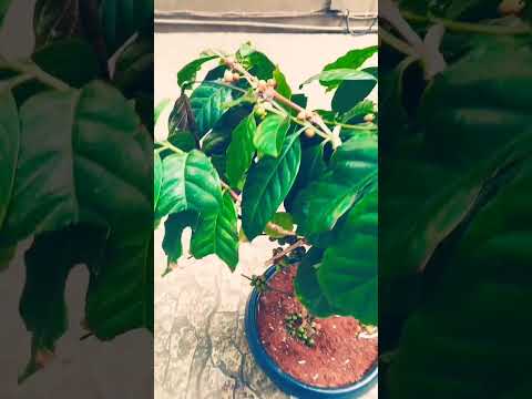 , title : 'natural coffee tree  plz care this tree 👌👌👌👌short #videos #Raju khan #officer Amar #viralshorts'