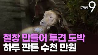 심야 야산서 '수천만 원대' 투견 도박판…도박꾼 등 60명 덜미 [뉴스9]