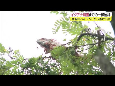 IUCN分類における絶滅の危険性を示す図。