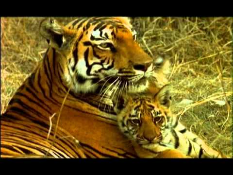 The Truth about Tigers - Part 3 - a film by Shekar Dattatri