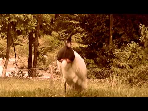 EL GABAN GUATE - OSMAR AVILA