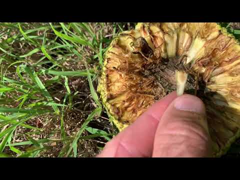 Osage Orange Seeds
