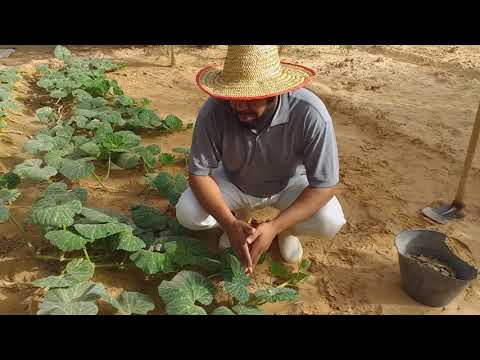 , title : 'كيف تزرع اليقطين (الكابويا) بطريقة تقليدية وسهلة جداً'